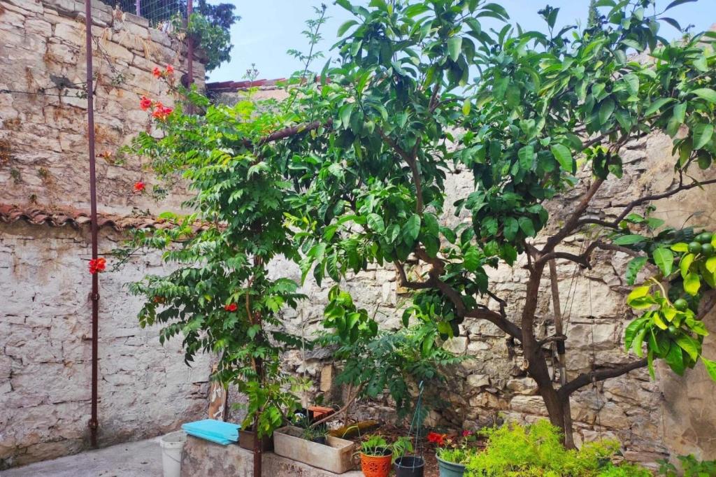 Vonkajšia záhrada v ubytovaní Casa Dei Fiori