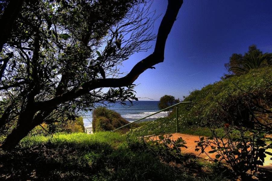 a tree on a beach with the ocean in the background at Hurricane Beach Hotel in Tarifa
