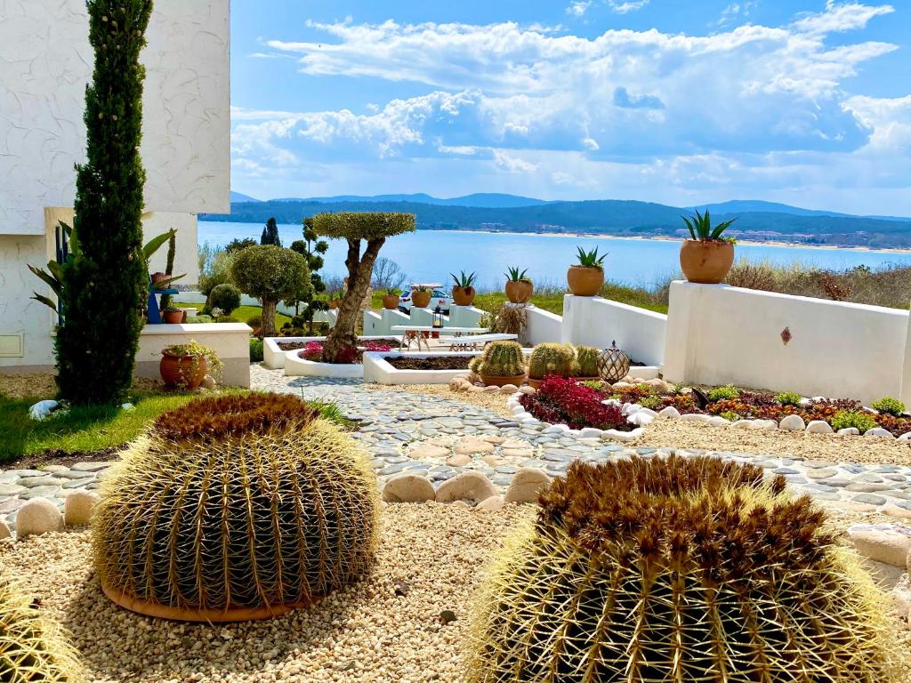 un jardin avec des cactus et des plantes au sol dans l'établissement Casa de oro Aparthotel, à Sozopol