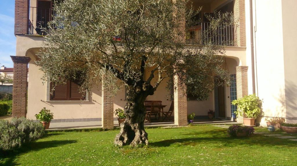 a tree in the grass in front of a building at B&B La Rocca in Bassano Romano