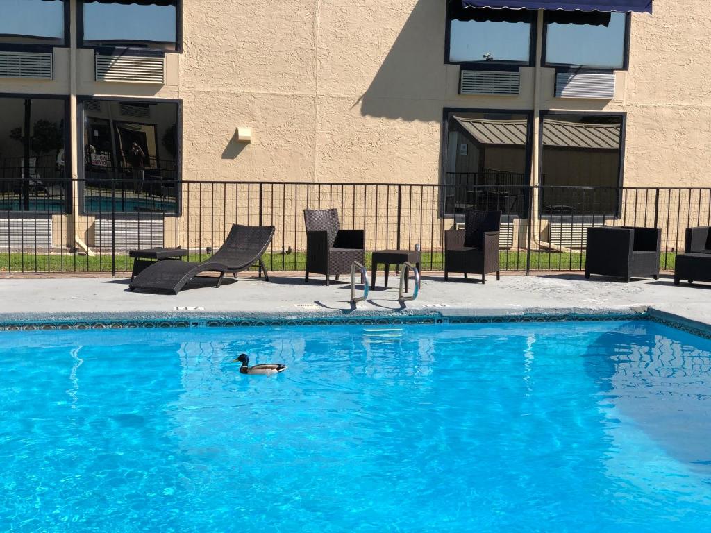 a duck swimming in a blue swimming pool at Abilene Whitten Inn in Abilene