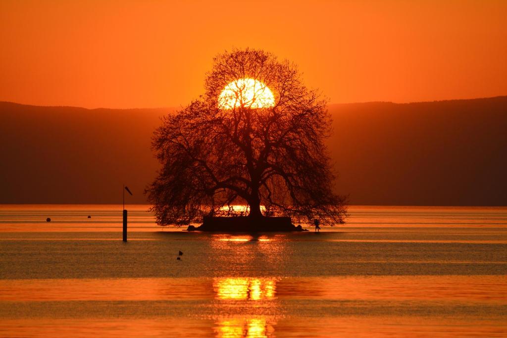 a tree in the middle of the water at sunset at Hotel Du Quai in Villeneuve