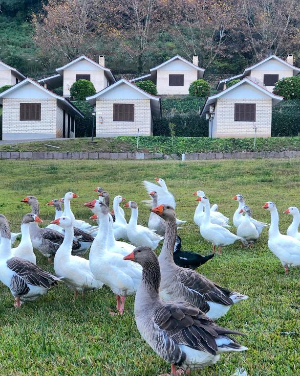  Pousada Parque das Pitangueiras