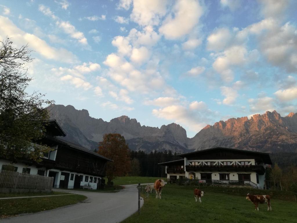 un grupo de vacas de pie en la hierba junto a un edificio en Pension Sunnbichl, en Going