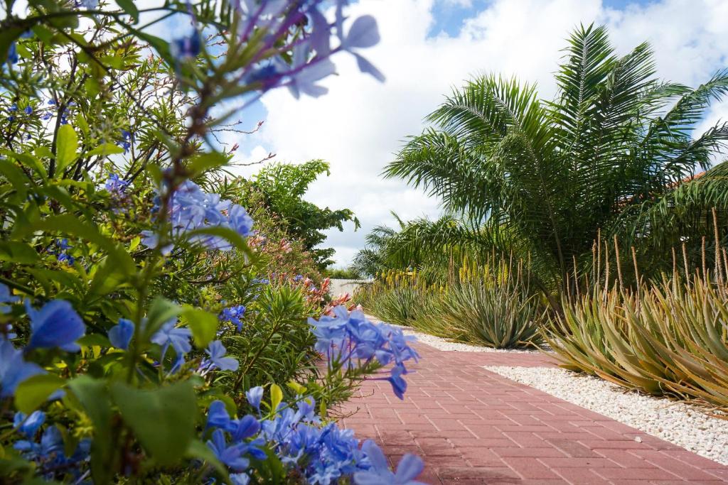 Zahrada ubytování ABC Resort Curacao