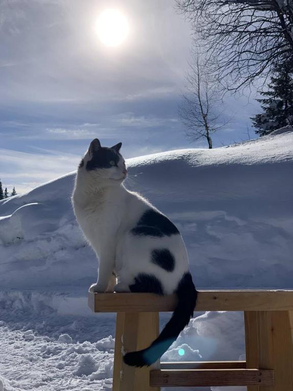 Ospiti di Lodge Nadgora con animali domestici