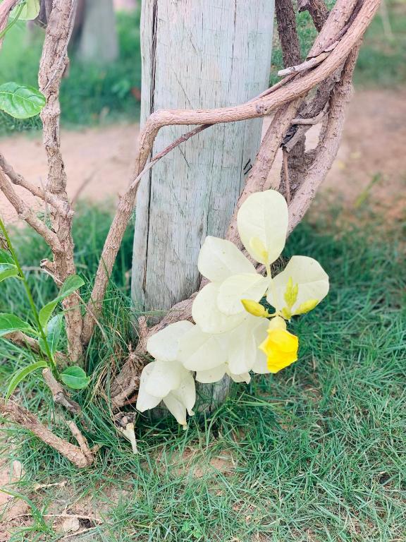  Bougainvillea Canoa Quebrada
