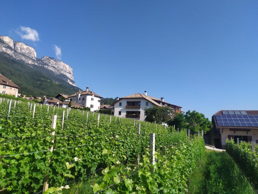 einen Weinberg mit einem Berg im Hintergrund in der Unterkunft Weingut Lahn zu Eppan in Appiano sulla Strada del Vino