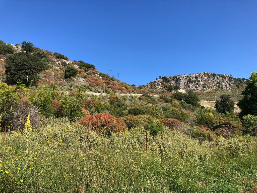 a hillside filled with lots of trees and bushes at The Mussel House in Ksamil