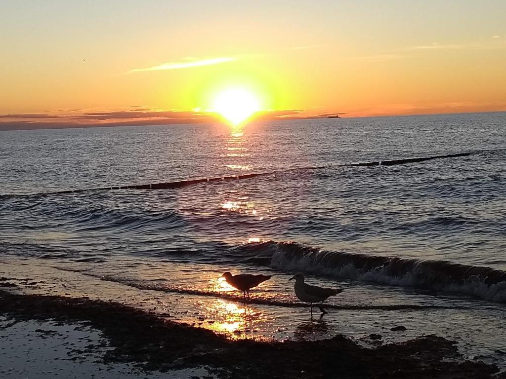 twee vogels op het strand bij zonsondergang bij Meerzeit 1 Graal-Müritz in Graal-Müritz