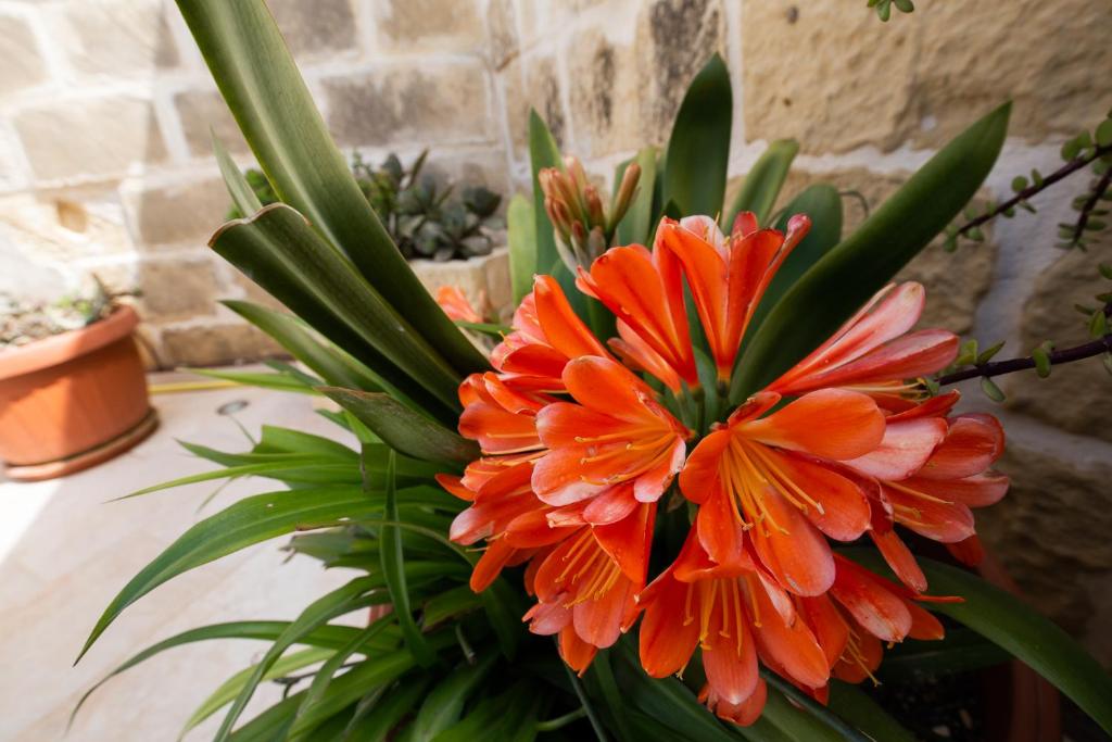 Fotografie z fotogalerie ubytování Sweet Life Gozo - Boutique Living v destinaci Santa Luċija