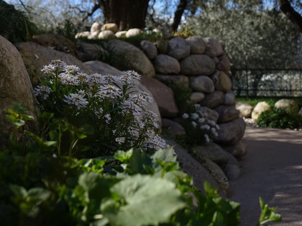 A garden outside B&B ForseSiForseNo