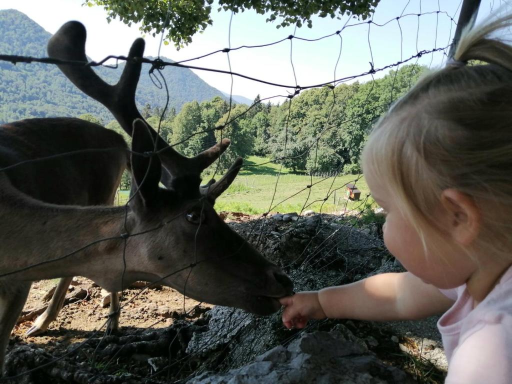 una niñita alimentando a un ciervo a través de una valla en Jelenov breg pod Matajurem en Kobarid