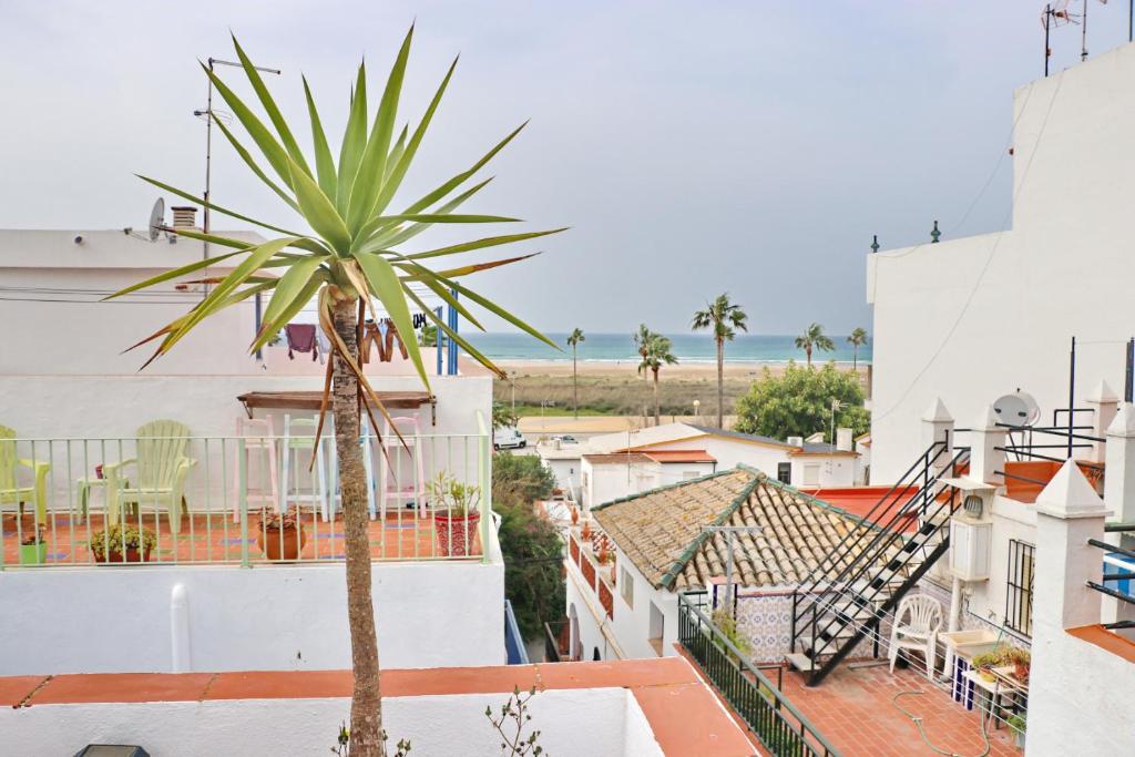 una palmera en el techo de un edificio en Habitación Cañaveral Playa Conil II, en Conil de la Frontera