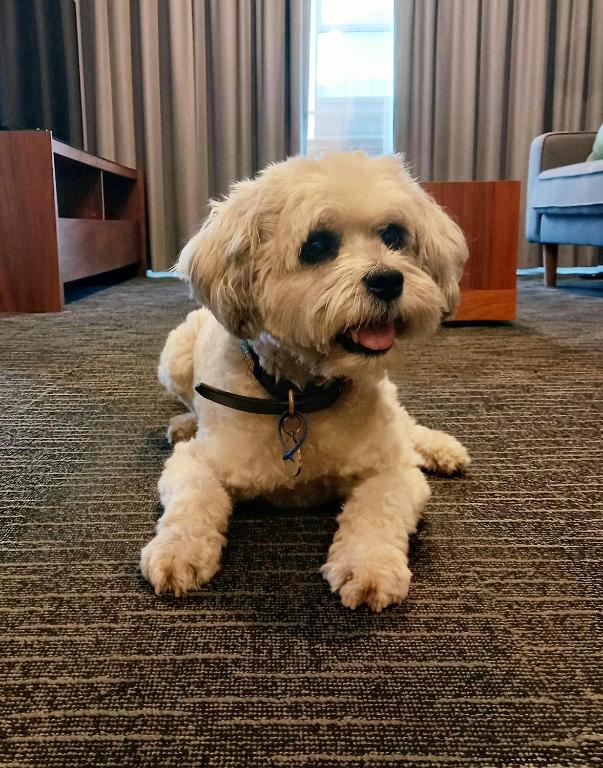 The Palms Apartments - Resim 44