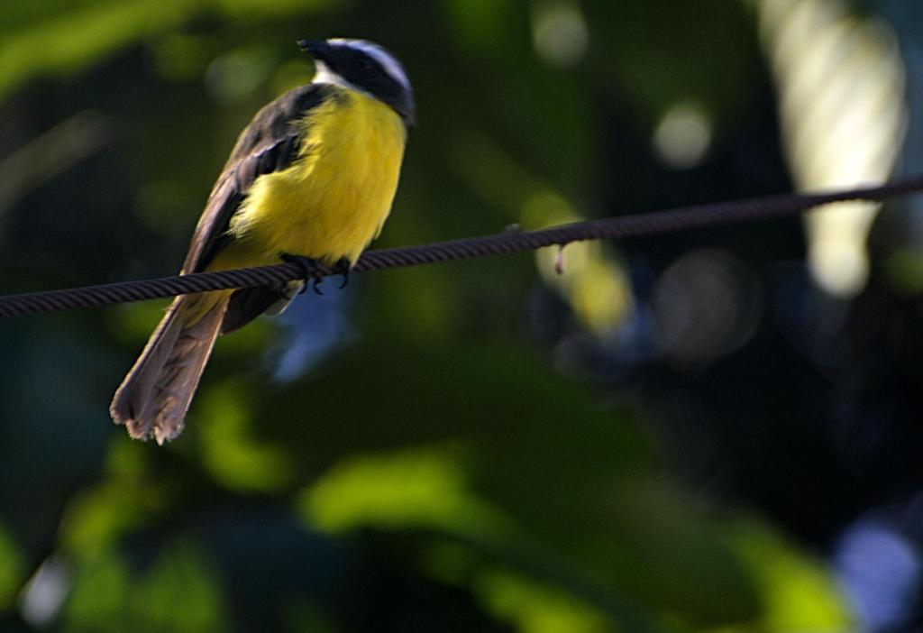 Kaliawiri Bird Lodge & reserve