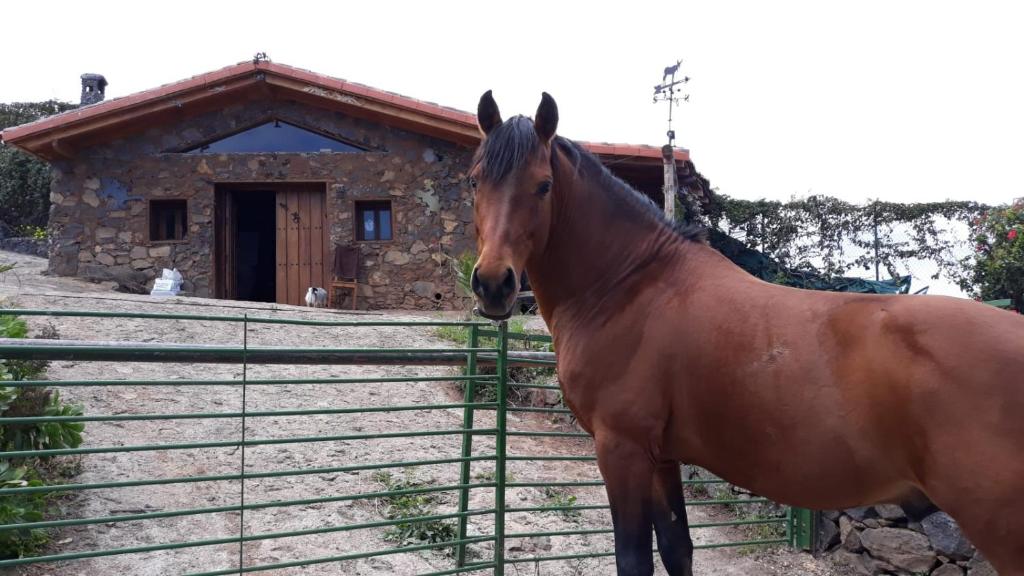 サンタ・ウルスラにあるFinca rural Tenerife Relax And Enjoyの褐色馬