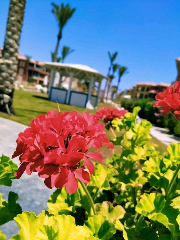Zahrada ubytování Porto Matrouh Resort