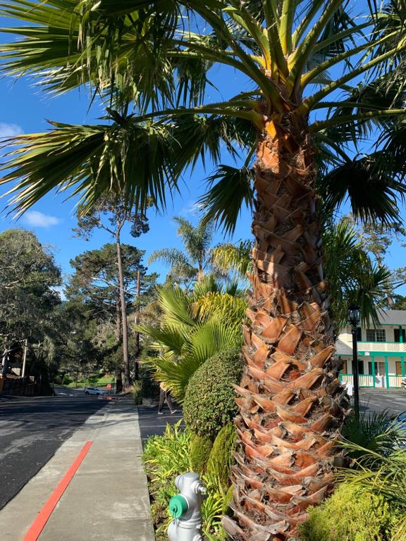 Zahrada ubytování Monterey Pines Inn