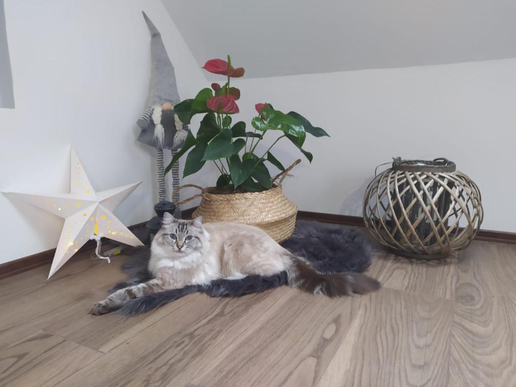 Domácí mazlíčci ubytovaní s hosty v ubytování Apartament Muzyczny