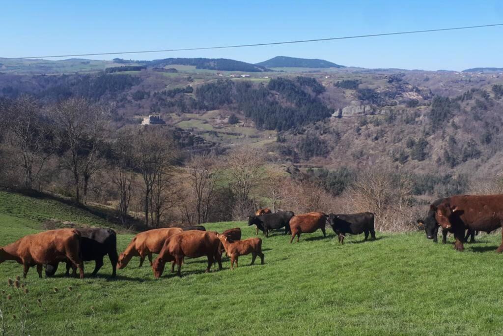 Zvířata v prázdninového domu nebo okolí