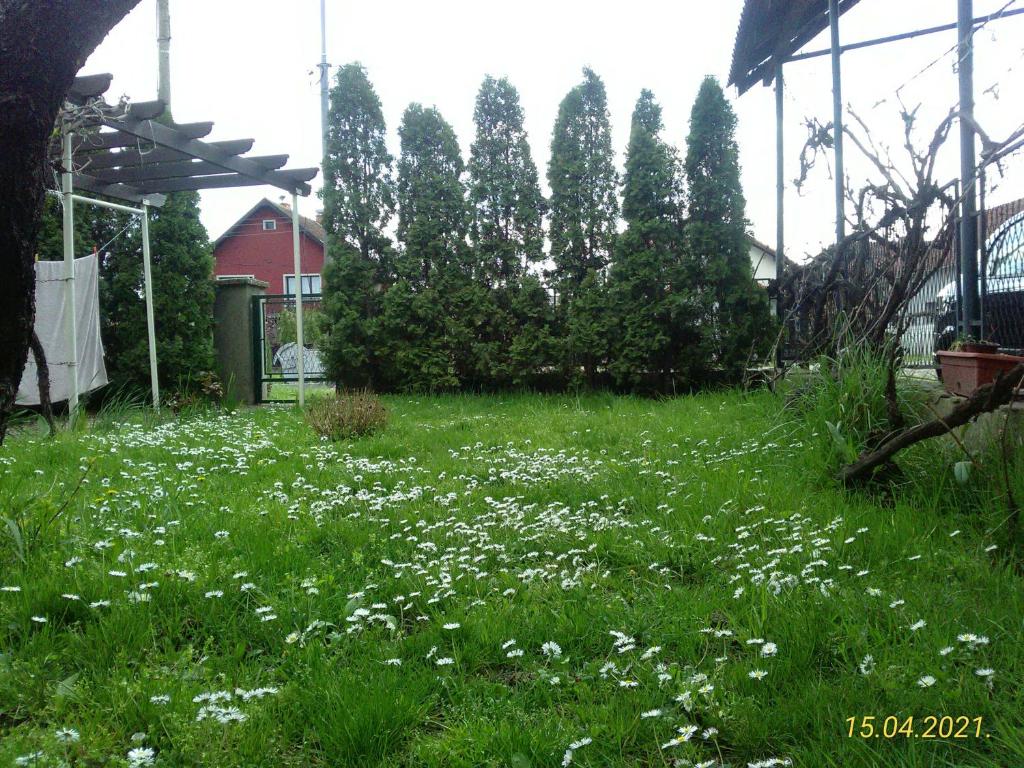 a garden with white flowers in the grass at Kuća za odmor Jelena in Kladovo