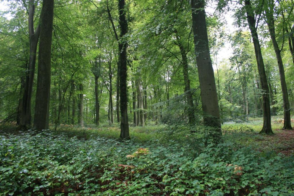 Příroda nedaleko apartmánu