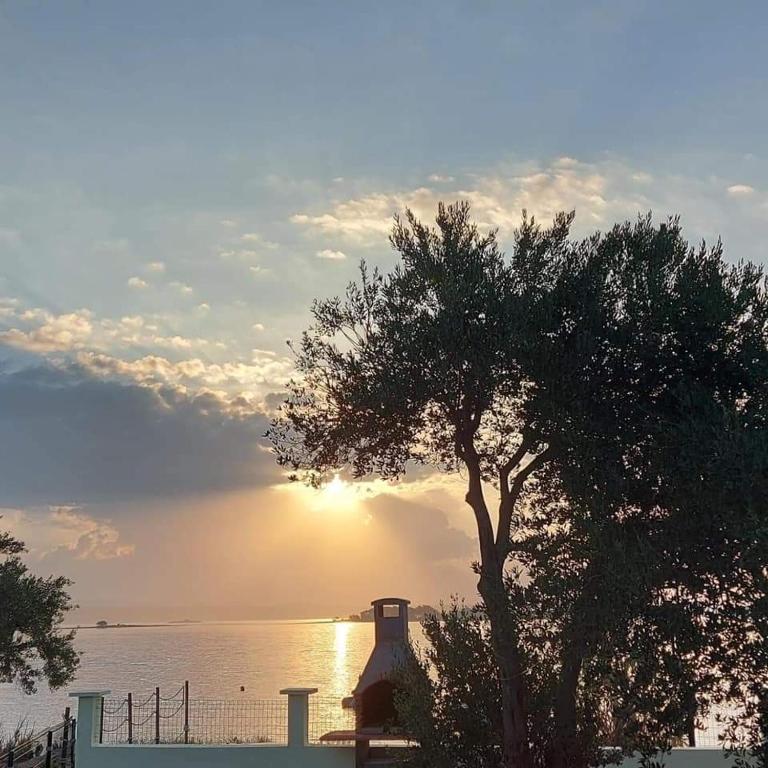 a tree in front of the ocean with the sunset at Petra's garden in Kraj