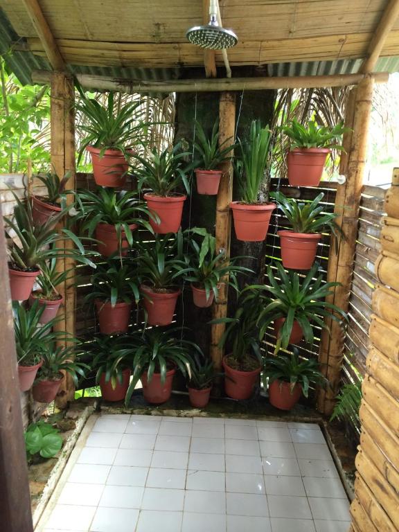 rumah orkid kayu