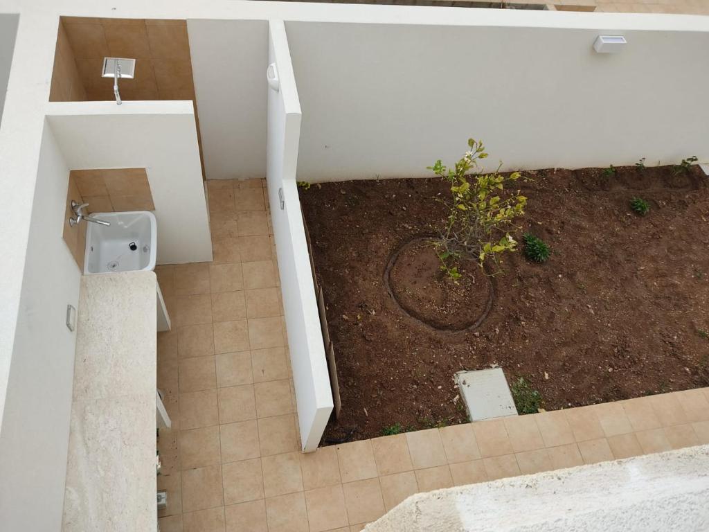 d'une salle de bains avec une plante. dans l'établissement Casa delle Rose, à Favignana