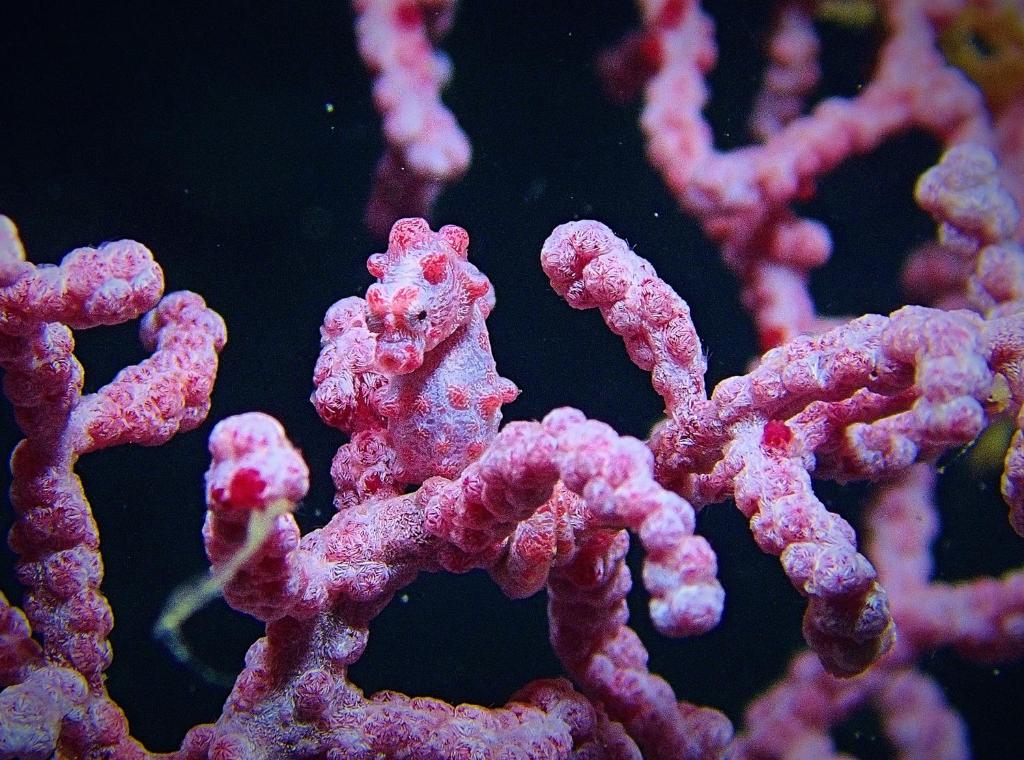 Fotografie z fotogalerie ubytování Malapascua Exotic Island Dive Resort v destinaci Daanbantayan