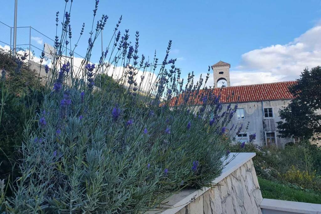 Zahrada ubytování Apartment Mareta in Viganj