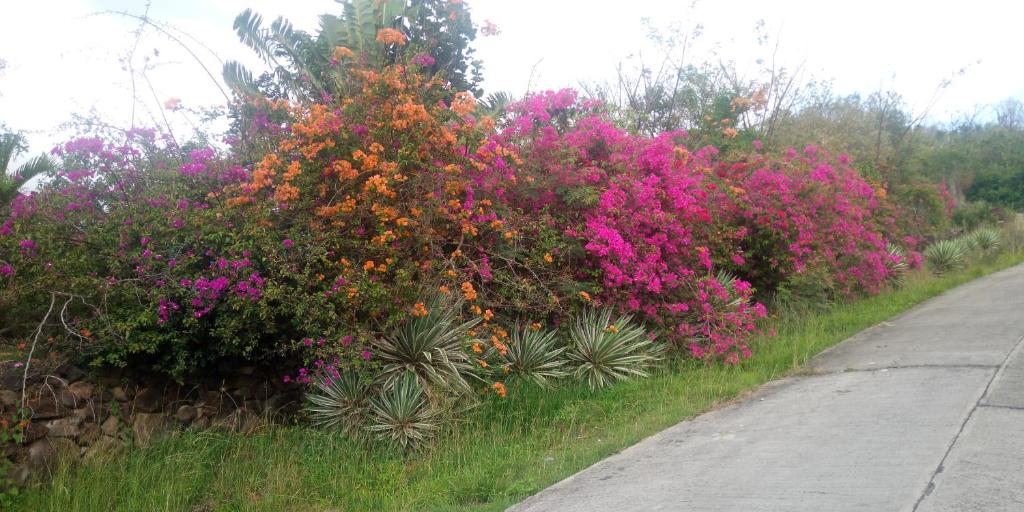 Giardino di Tikaz Toukité