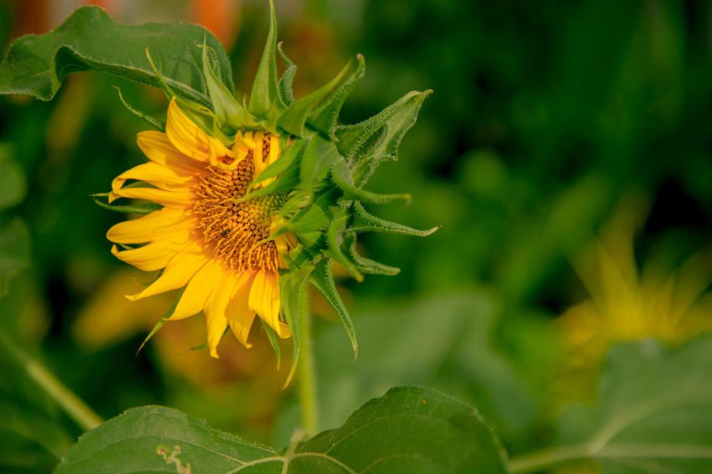a close up of a yellow sunflower at kaje cottage & restaurant in Nusa Penida