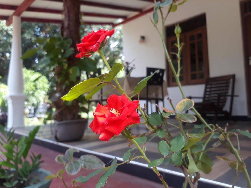 Zahrada ubytování Danara Homestay