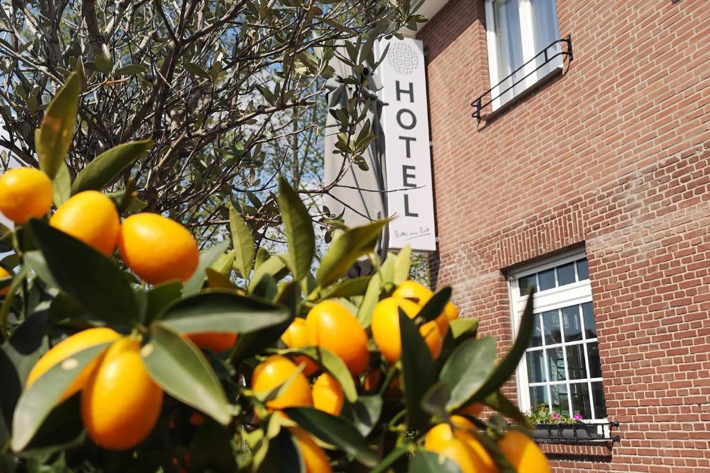 an orange tree in front of a brick building at Hotel Restaurant Haus Korfu in Anholt
