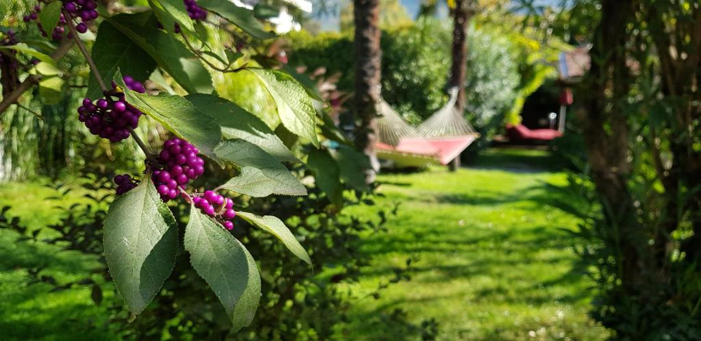 Zahrada ubytování Hotel Gartenresidence Zea Curtis