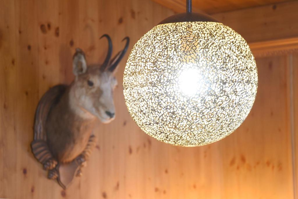 Zvířata v apartmánu nebo okolí