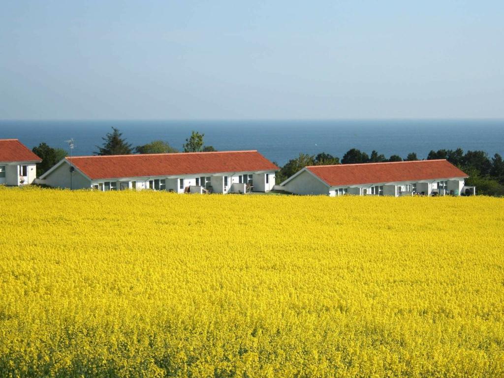a yellow rapeseed field with houses in the background at 2 person holiday home in Allinge in Allinge