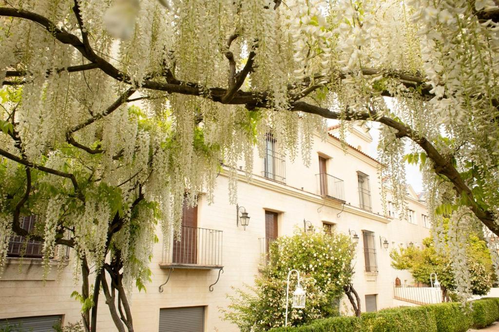 uma árvore com flores brancas em frente a um edifício em La Posada del Moro em Cazalla de la Sierra