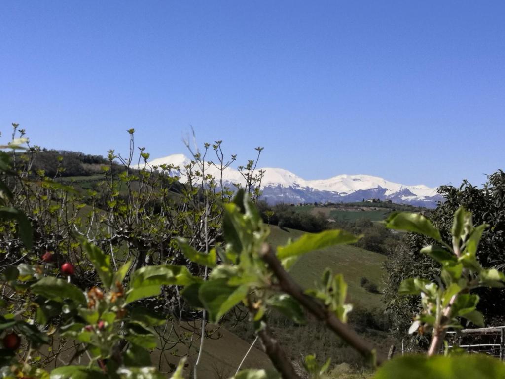 een uitzicht op de besneeuwde bergen vanuit een appelboomgaard bij Casa di Tony in Montegiorgio