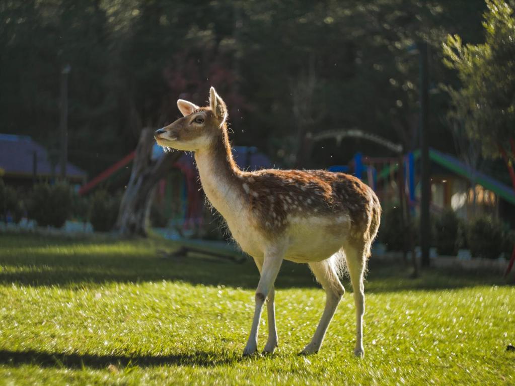 un cervo in piedi nell'erba in un parco di Llogora Tourist Village a Dhërmi