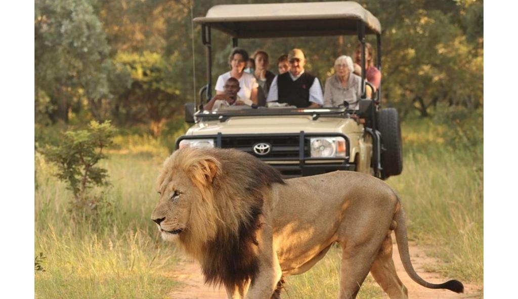 un león caminando delante de un vehículo con gente en Honeyguide Ranger Camp, en Golders Green