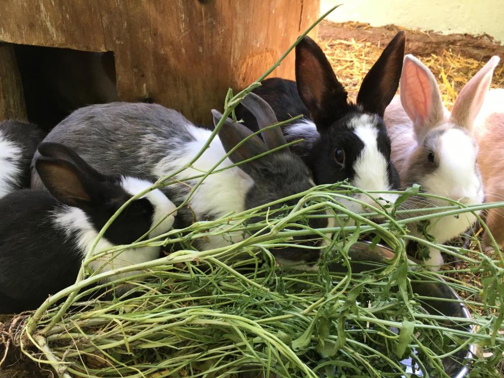 Zvieratá na farme alebo blízkom okolí