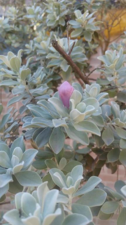  Pousada Rosa do Deserto