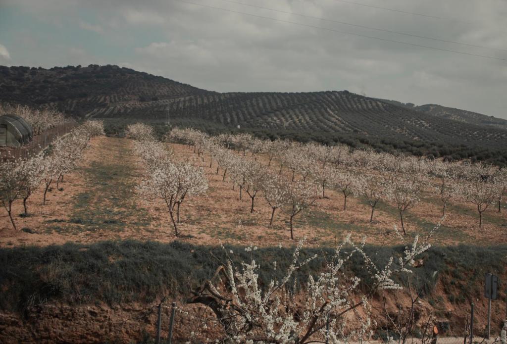 El Carmen, Ribera Alta – Precios actualizados 2022