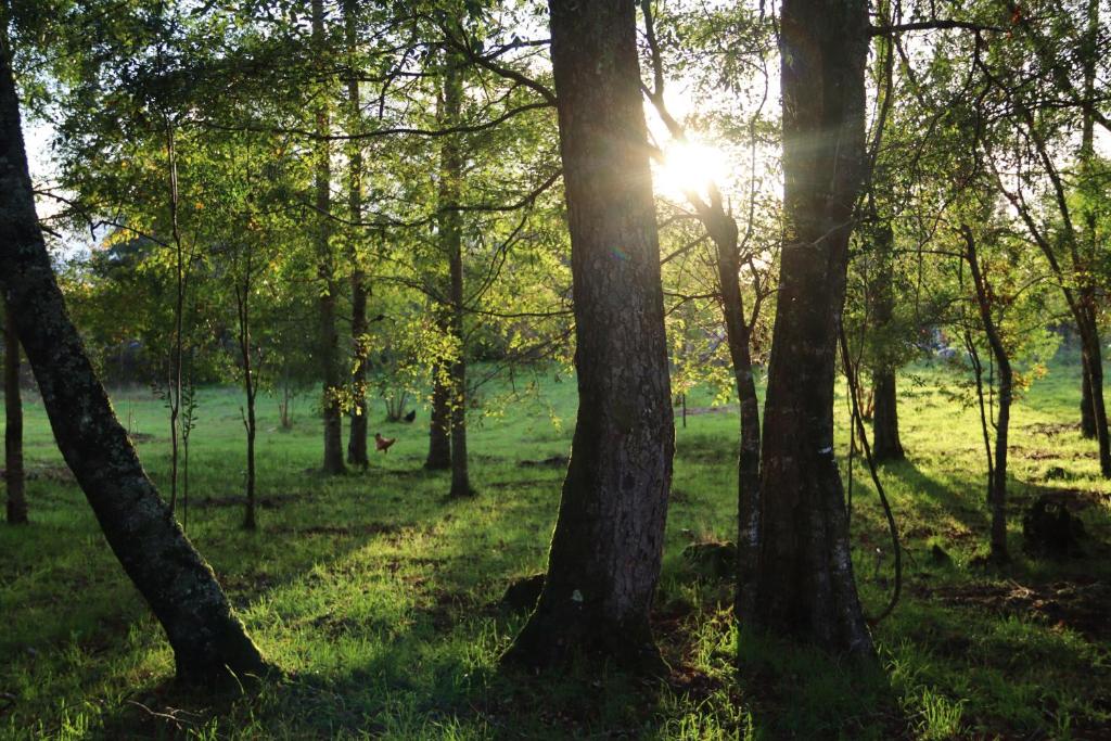 Cabañas Las Araucarias