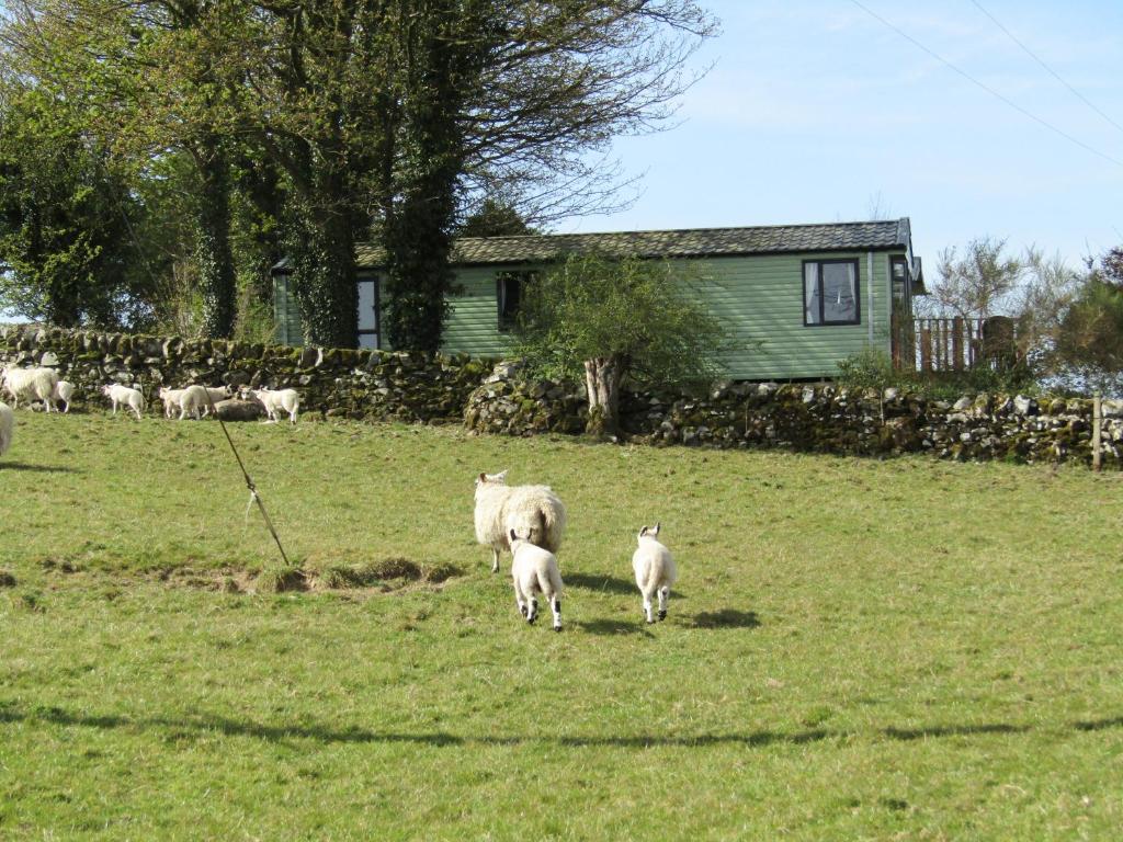 a herd of sheep walking in a field at Barnkirk Holidays in Newton Stewart
