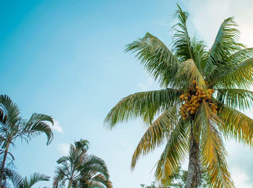  Hostel Trópico Cultura