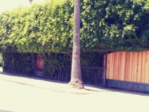 een boom op een stoep naast een hek bij Corporate Manor in Los Angeles